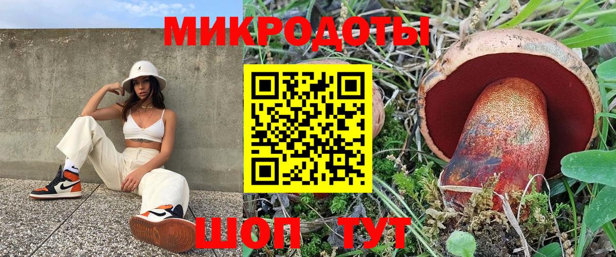 Псилоцибиновые грибы Psilocybe Мурманск